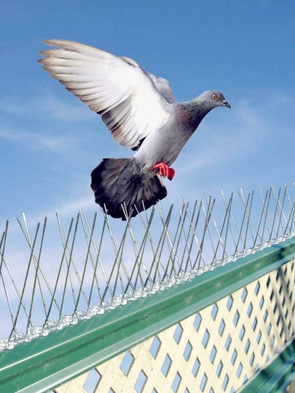 pigeon-net-for-balcony-near-me